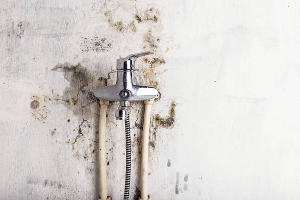 Best Local Mold Removal Service  in North Tunica, MS