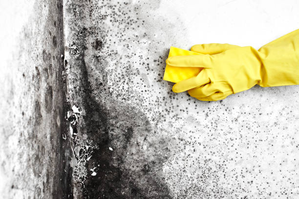 Best Commercial Mold Removal  in North Tunica, MS