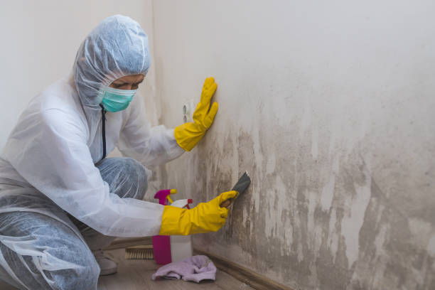 Best Attic Mold Removal  in North Tunica, MS