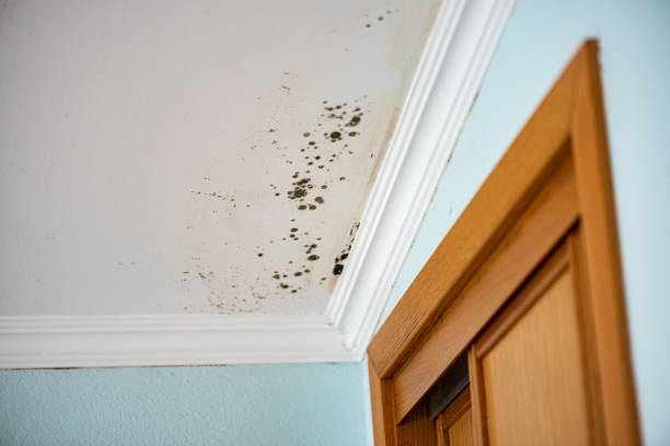Mold Removal and Inspection in North Tunica, MS
