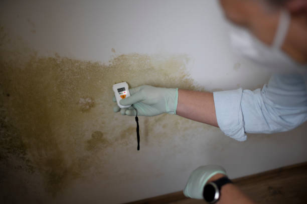 Best Mold Testing  in North Tunica, MS