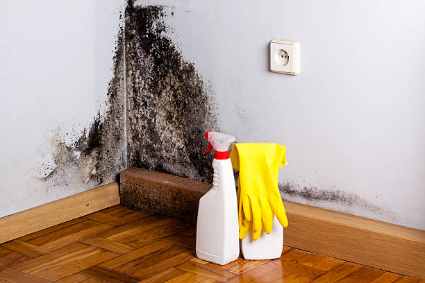 Best Mold Cleaning Services  in North Tunica, MS