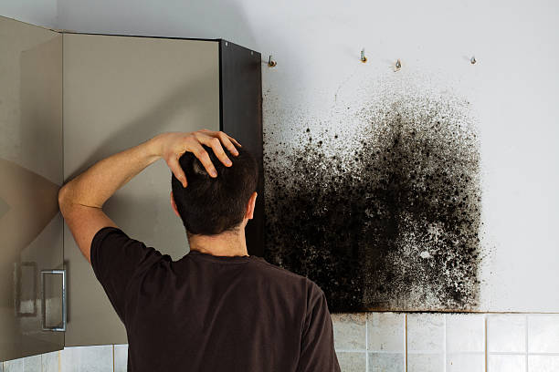 Certified Mold Removal in North Tunica, MS