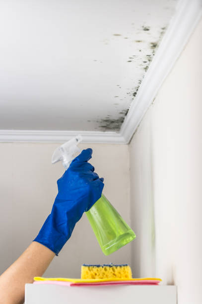Best Mold Remediation Experts  in North Tunica, MS