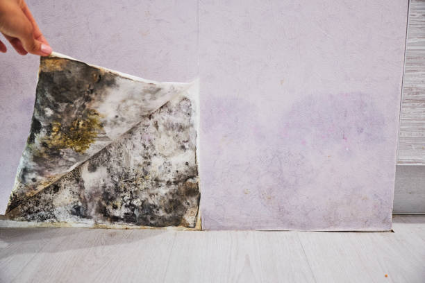 Best Emergency Mold Removal  in North Tunica, MS